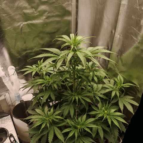 SQA growlog timeline photo