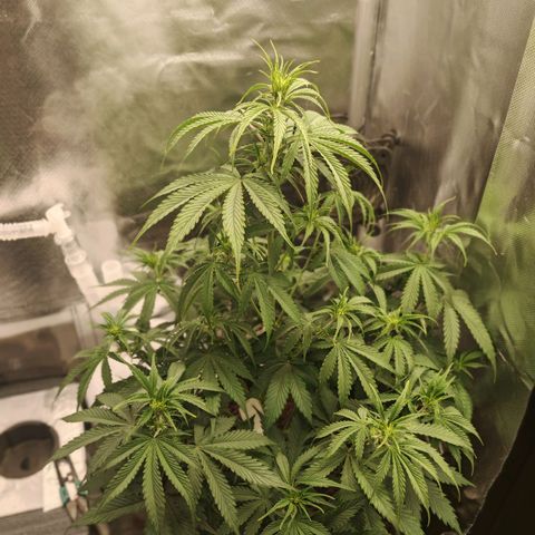 SQA growlog timeline photo