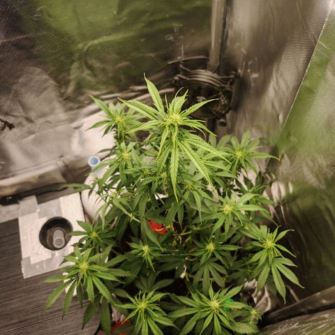 SQA growlog timeline photo