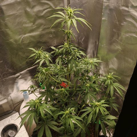 SQA growlog timeline photo