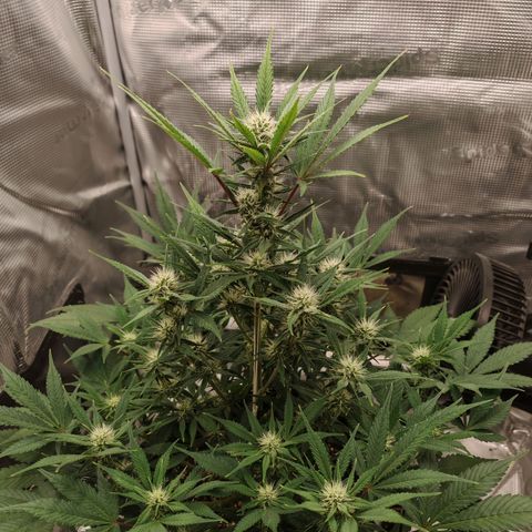 PCA growlog timeline photo