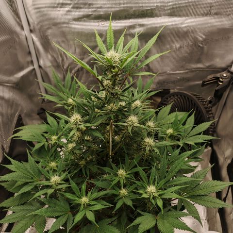 PCA growlog timeline photo