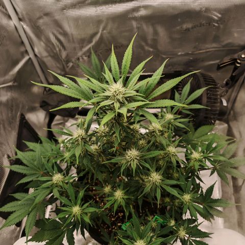 PCA growlog timeline photo
