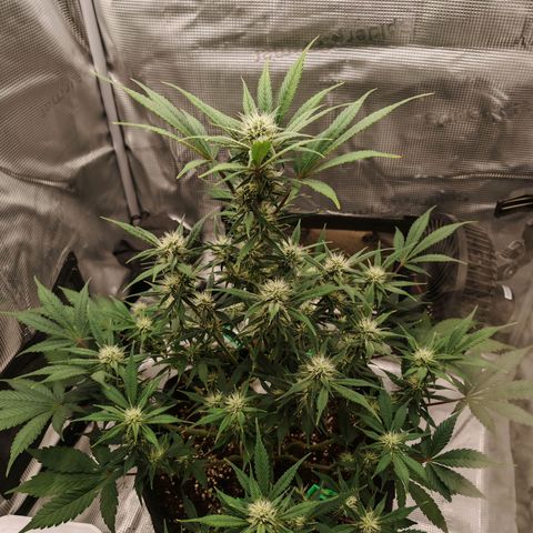 PCA growlog timeline photo