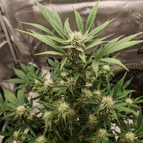 PCA growlog timeline photo