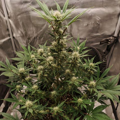 PCA growlog timeline photo