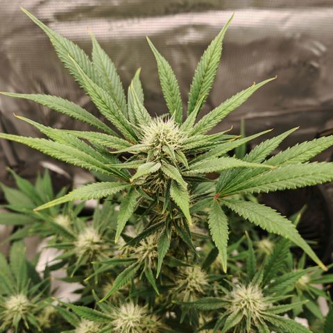PCA growlog timeline photo