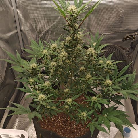 PCA growlog timeline photo