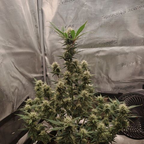PCA growlog timeline photo