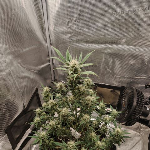 PCA growlog timeline photo