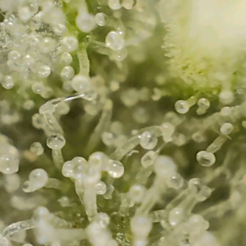 PCA growlog timeline photo
