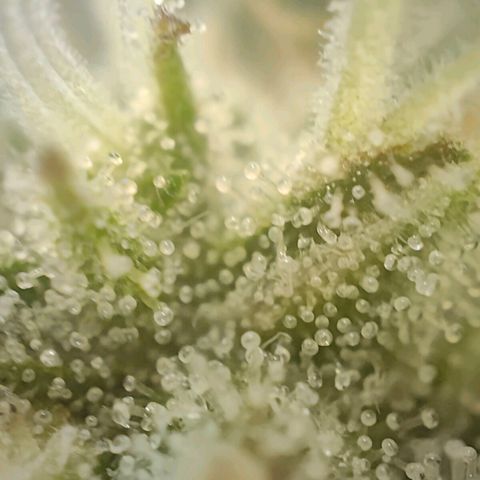 PCA growlog timeline photo