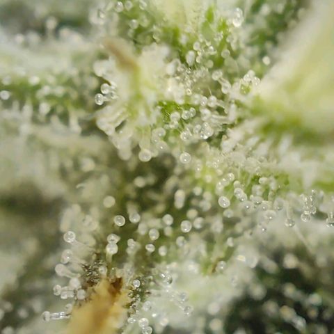 PCA growlog timeline photo