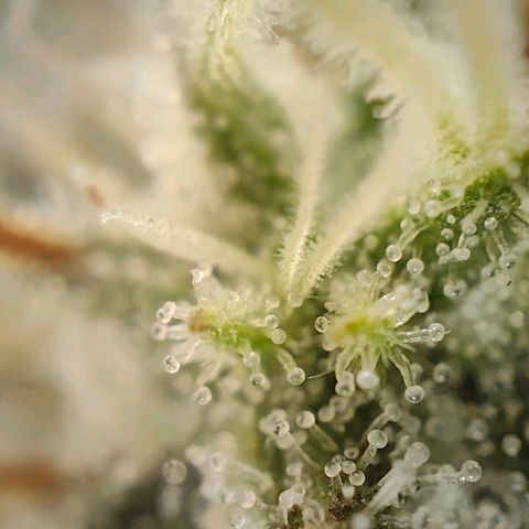 PCA growlog timeline photo
