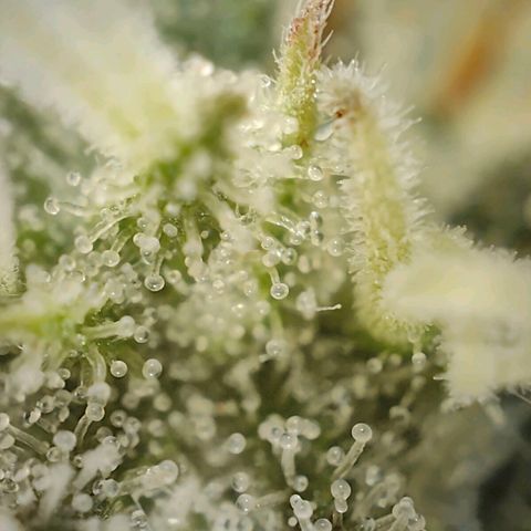 PCA growlog timeline photo