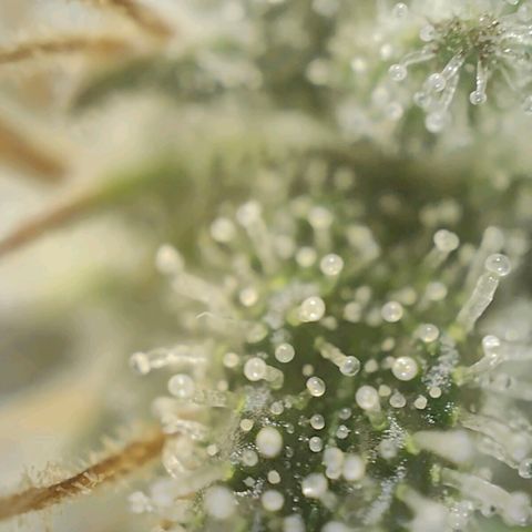 PCA growlog timeline photo