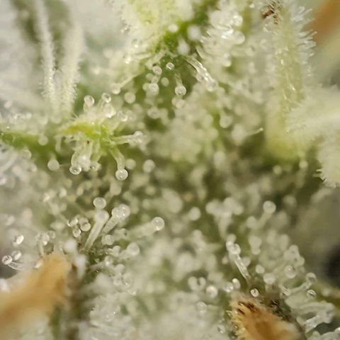 PCA growlog timeline photo