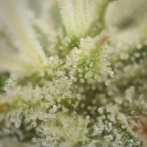 PCA growlog timeline photo