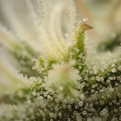 PCA growlog timeline photo