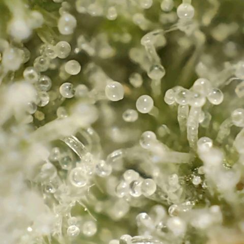 PCA growlog timeline photo