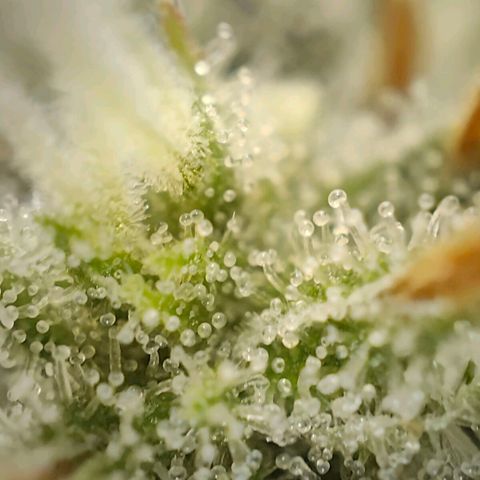 PCA growlog timeline photo