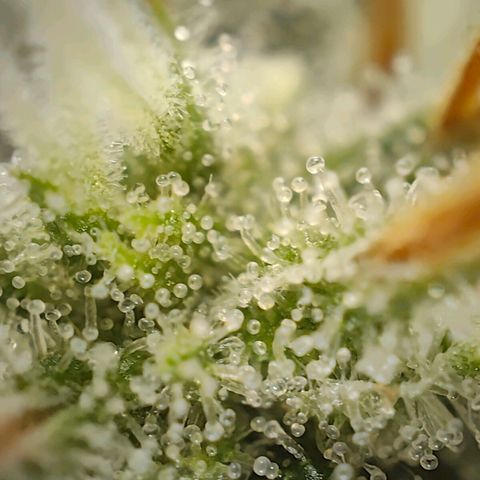 PCA growlog timeline photo