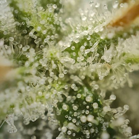 PCA growlog timeline photo