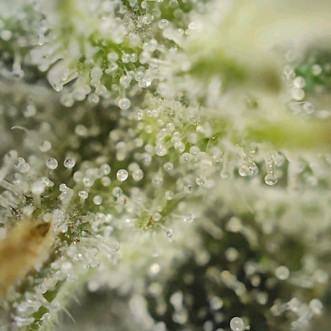 PCA growlog timeline photo