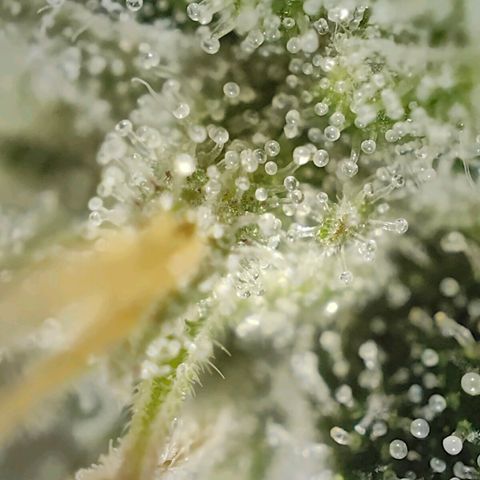 PCA growlog timeline photo