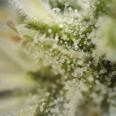 PCA growlog timeline photo