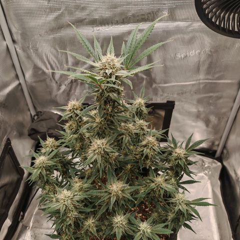 PCA growlog timeline photo