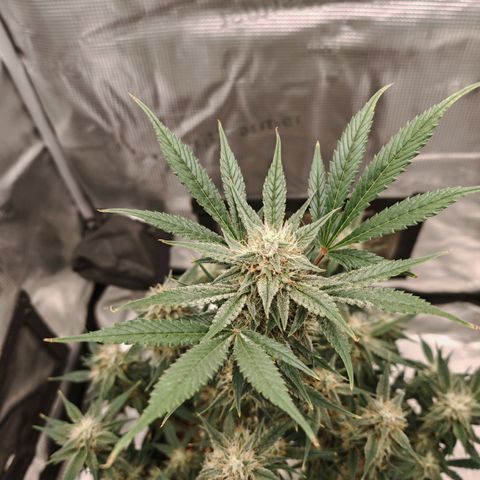 PCA growlog timeline photo
