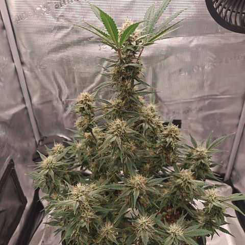 PCA growlog timeline photo