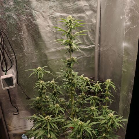 SQA growlog timeline photo