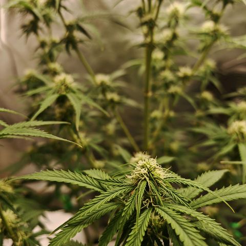 SQA growlog timeline photo