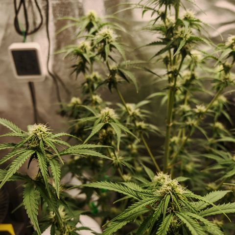 SQA growlog timeline photo