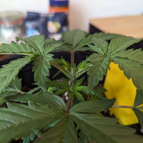 Blue Cheese Automatic growlog timeline photo