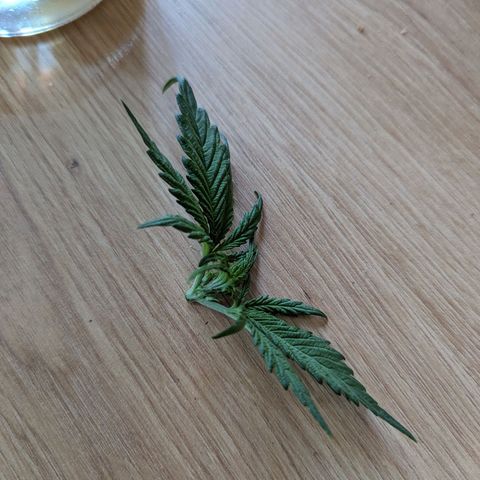 Blue Cheese Automatic growlog timeline photo