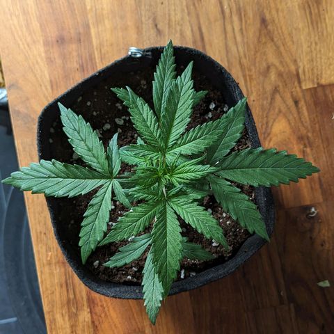 Blue Cheese Automatic growlog timeline photo