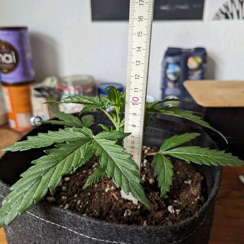 Blue Cheese Automatic growlog timeline photo