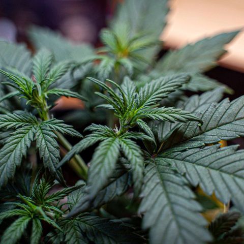 Blue Cheese Automatic growlog timeline photo