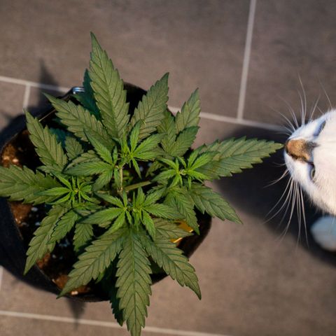 Blue Cheese Automatic growlog timeline photo