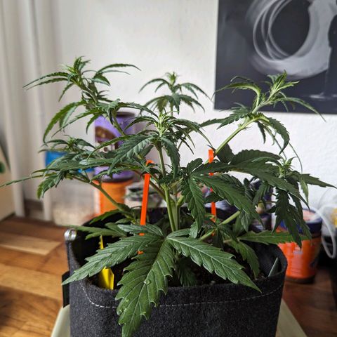 Blue Cheese Automatic growlog timeline photo