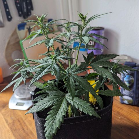 Blue Cheese Automatic growlog timeline photo