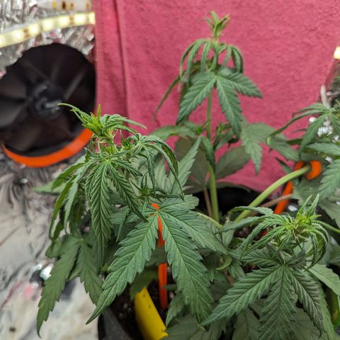 Blue Cheese Automatic growlog timeline photo