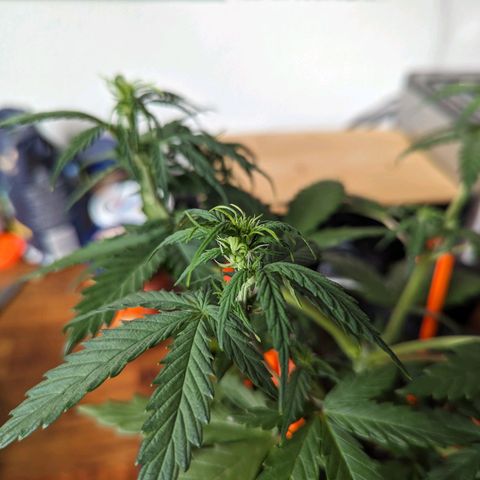Blue Cheese Automatic growlog timeline photo