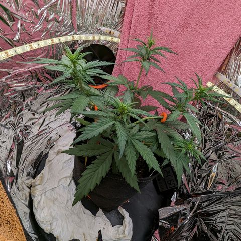 Blue Cheese Automatic growlog timeline photo