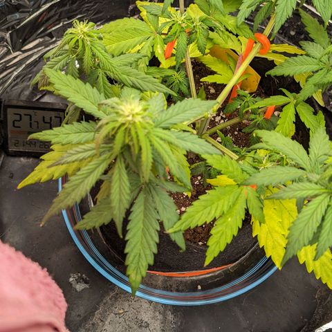 Blue Cheese Automatic growlog timeline photo