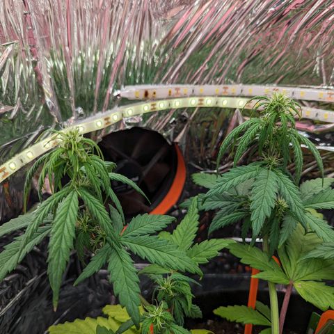 Blue Cheese Automatic growlog timeline photo