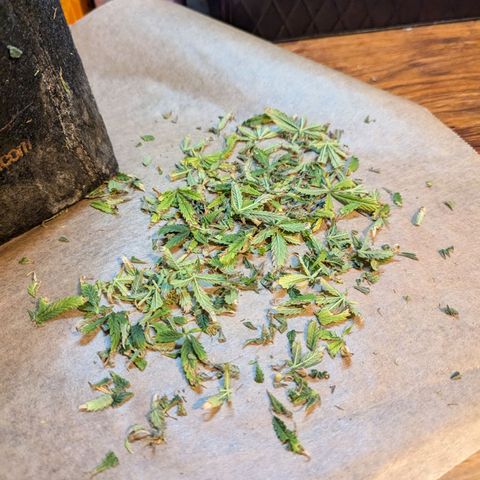 Blue Cheese Automatic growlog timeline photo